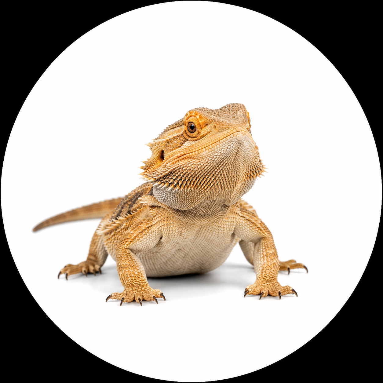 Reptiles